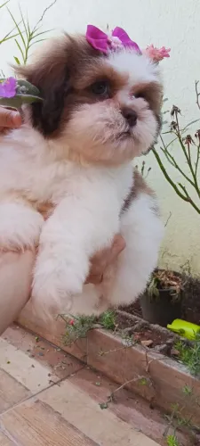 Shih Tzu chocolate femea