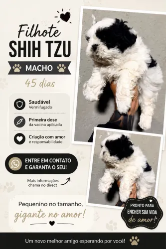 Filhote de Shitzu