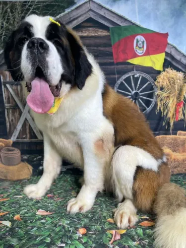 São Bernardo Fêmea 