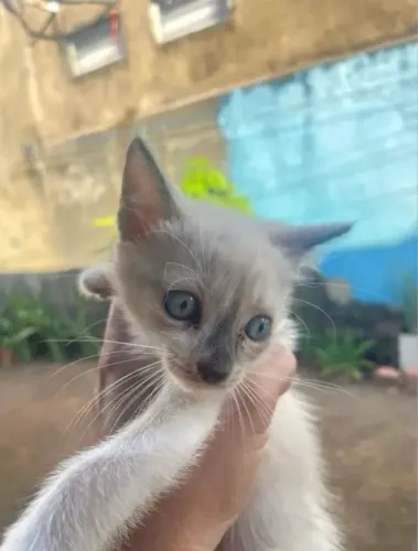 Gatinho