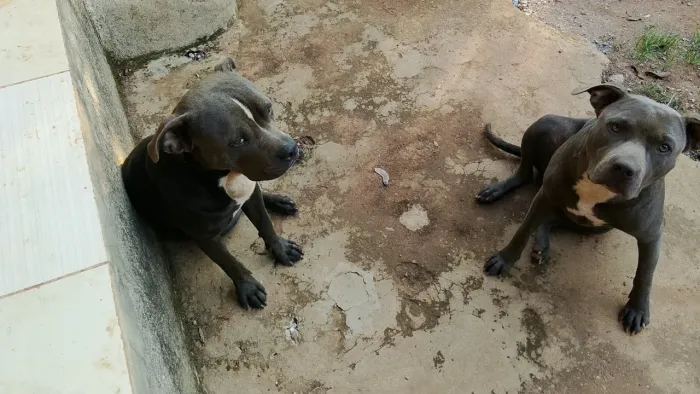Vendo casal de Pit Bull (filhotes? Apenas 7 meses.