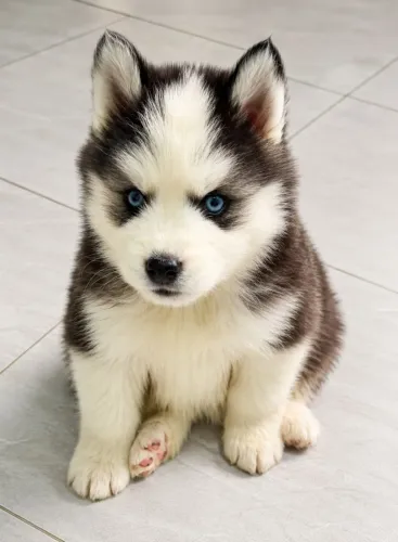 Filhote husky siberiano