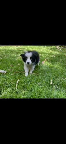 Meninas da raça border collie