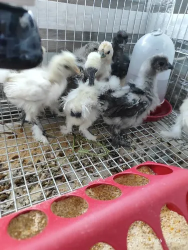 pintinhos sedosos a venda
