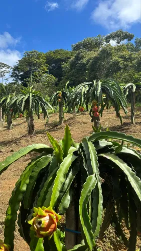 Mudas de Pitaya Vermelha 