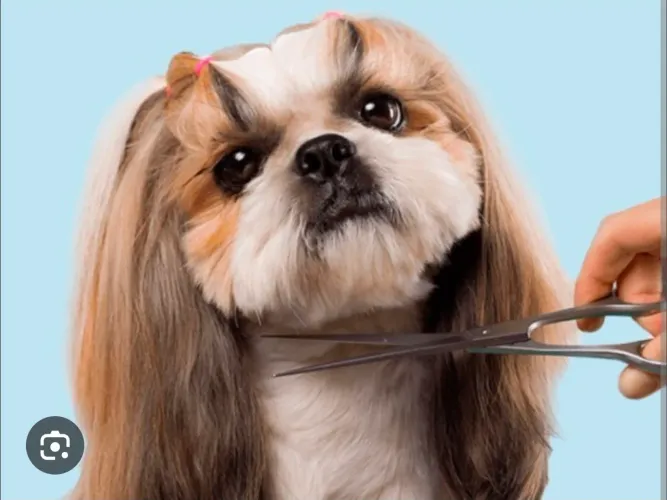 CONTRATO TOSADOR (GROOMER)