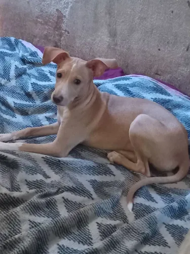 Doa-se cadelinha muito dócil 9 meses vacinada