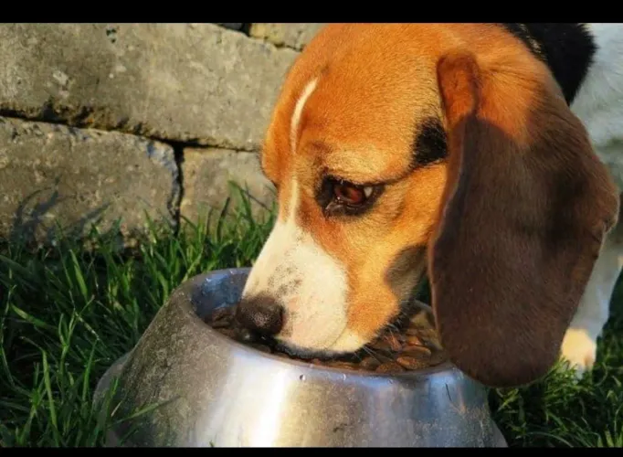 Beagle brincalhão e muito inteligente 