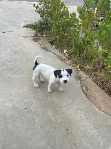 Adoção responsável- Cachorro