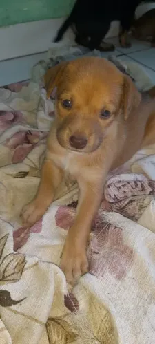 Cachorro pitbull com vira lata 