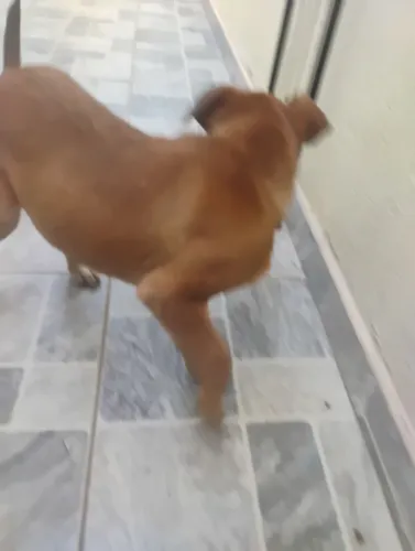 Doando filhote cachorra 2 meses  e 18 dia retirar hoje