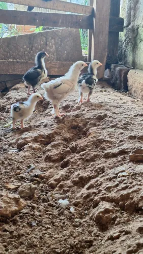 Pintos de Brahma