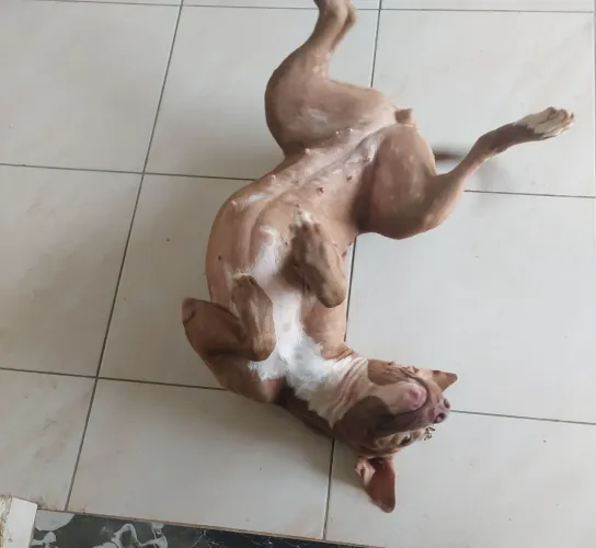 Vende-se pitbull fêmea filhote de 1 ano