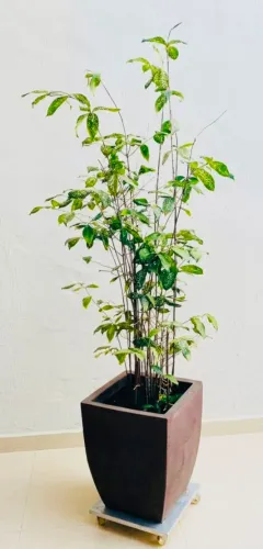 Vaso Grande Com Dracena Confete Adulta + Suporte Com Rodinhas