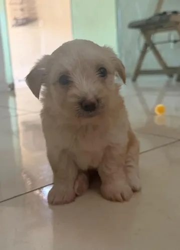 Cachorras maltês.