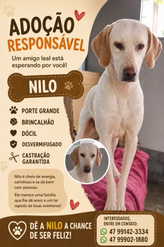 Cachorro para adoção responsável
