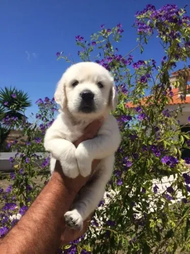 É Impossível Não se Apaixonar | Filhotes de Golden Retriever