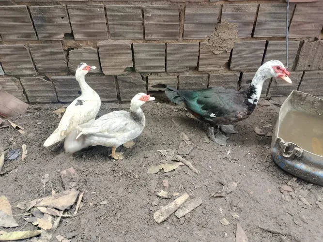 Patos