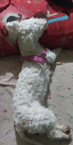 Cachorra poodle