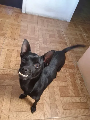 Cachorro pinscher com chihuahua