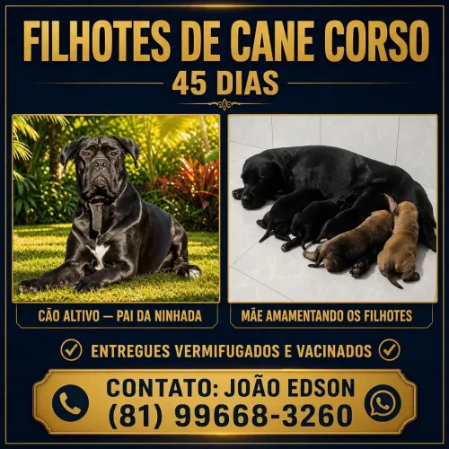 Cane corso- 45 dias