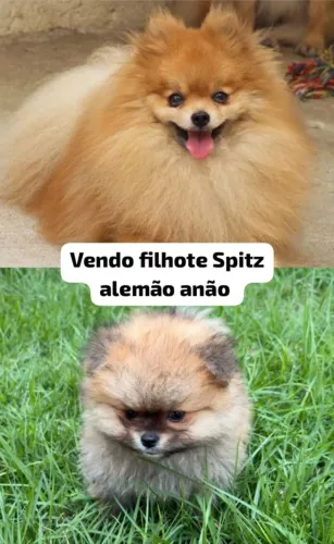 Spitz alemão anão