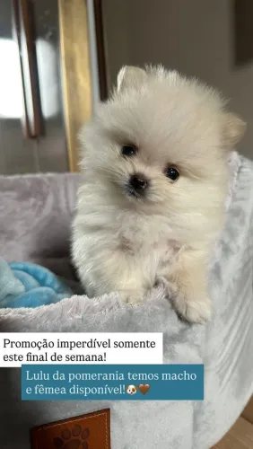Vende se Lula da pomerania