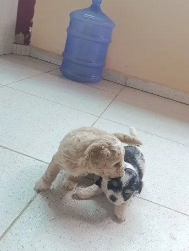 Filhote de cachorro Shih tzu