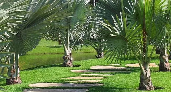 Paisagismo E Jardinagem ?