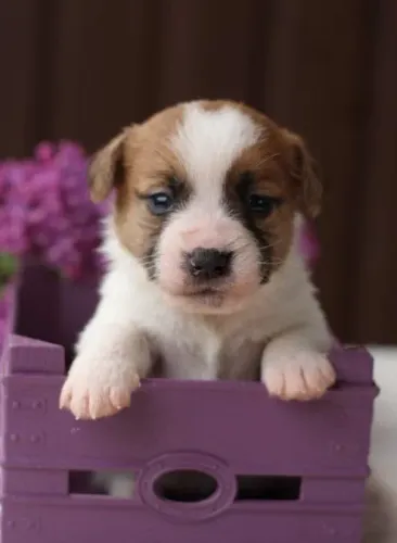 Jack Russell Filhotes Pequenos, Inteligentes e Cheios de Energia