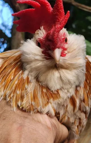 Galo ornamental (BelgianBarbuD'uccle)