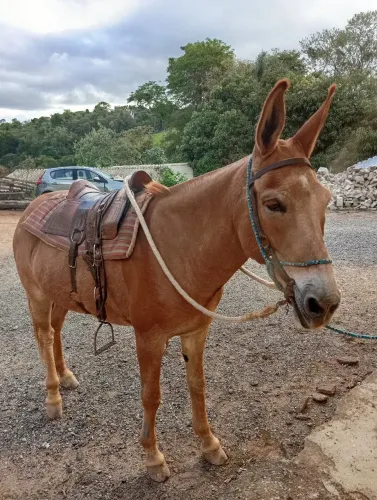 Mula baia