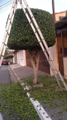 Jardineiro em Guarulhos ( Residência / Comércio / Empresa )