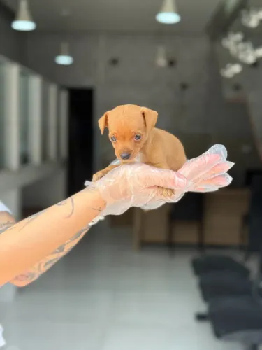 Pinscher 0- Filhotes com 52 dias macho e fêmea, em loja física- Dani