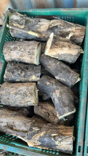 Lenha Frutífera Romã