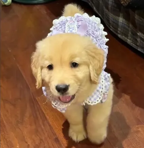Filhote Golden Retriever, O amor verdadeiro tem quatro patas e uma lambida carinhosa!