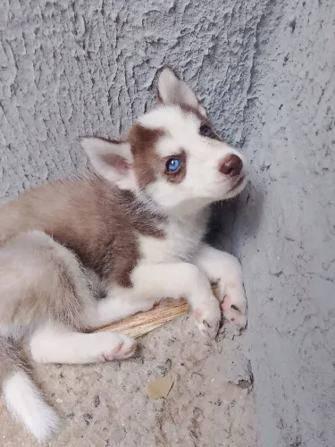 Husky siberiano 