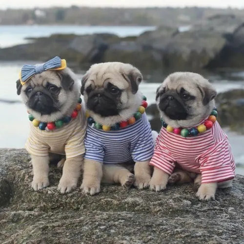 Filhotes pug abricort/ black disponível a pronta entrega 