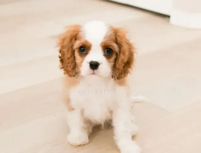 Cavalier King - Machinho Blenhein com 63 dias, pedigree e garantias de saúde-Dani
