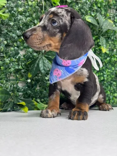 FILHOTE DE DACHSHUND LINDO