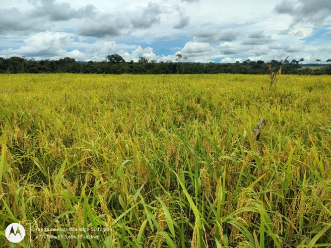 Fazenda de arrendamento 700hec a 110km de Alta Floresta MT.