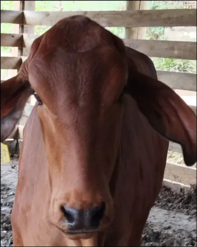 Vendo Novilha Gir