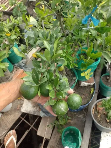 Mudas Auta mente produtivas 