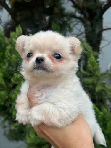 Chihuahua Puro e Vacinado - Prontinho para te fazer companhia!