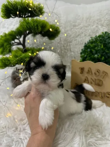  Shih Tzu disponível tricolor 