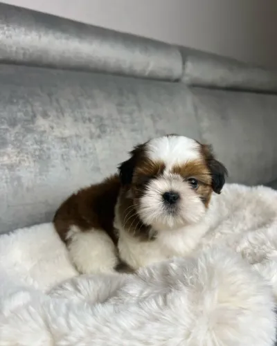 Shih-tzu Puro - Pequenos e Muito Fofos