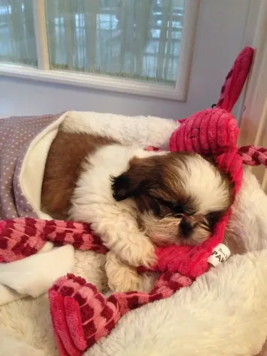 Filhote de Shih-Tzu! Laços na entrega