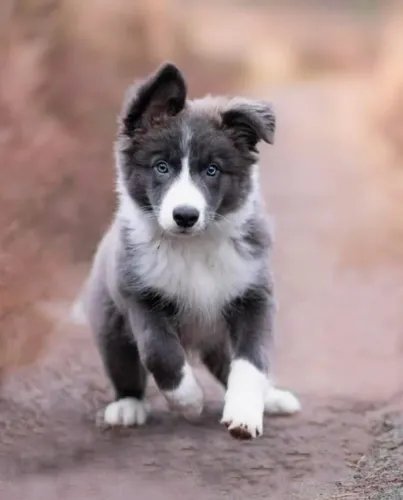 Filhotes de Border Collie | Fofura que impressiona!