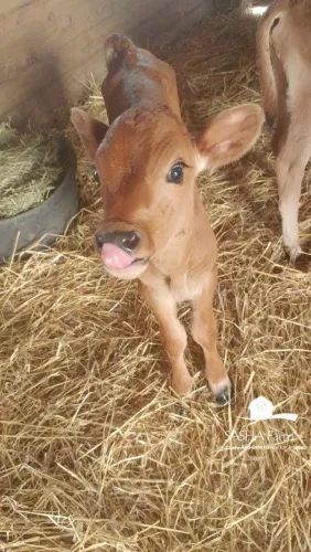 Vendo Bezerro por 300 reais