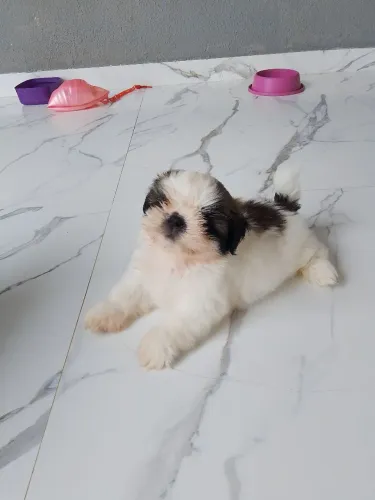 Filhote macho raça Shitzu